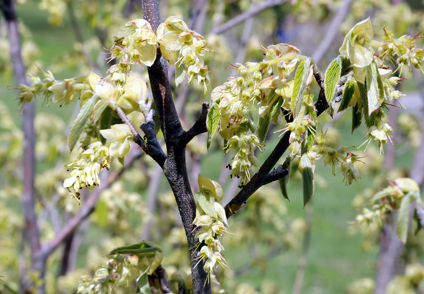 Image of Corylopsis willmottiae specimen.