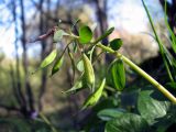 Corydalis solida