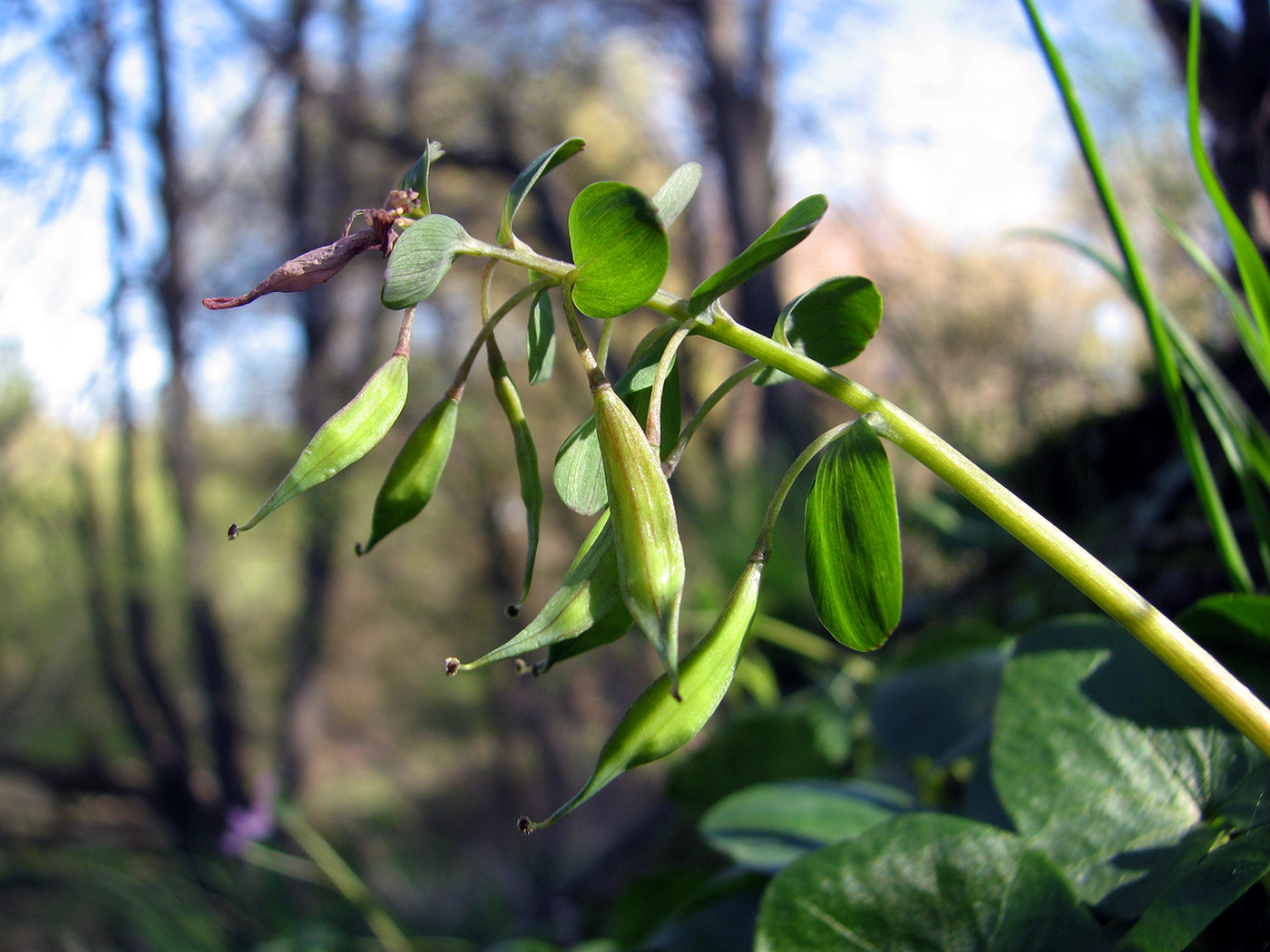 Image of Corydalis solida specimen.