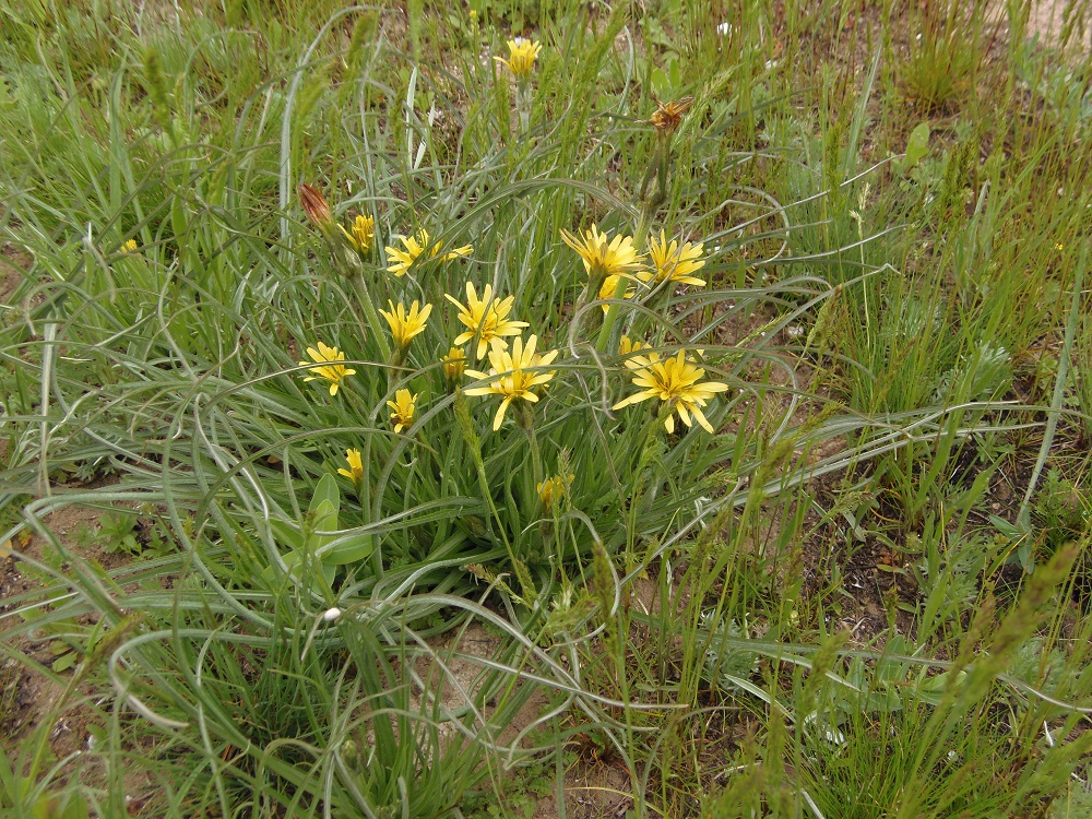 Image of Scorzonera mollis specimen.