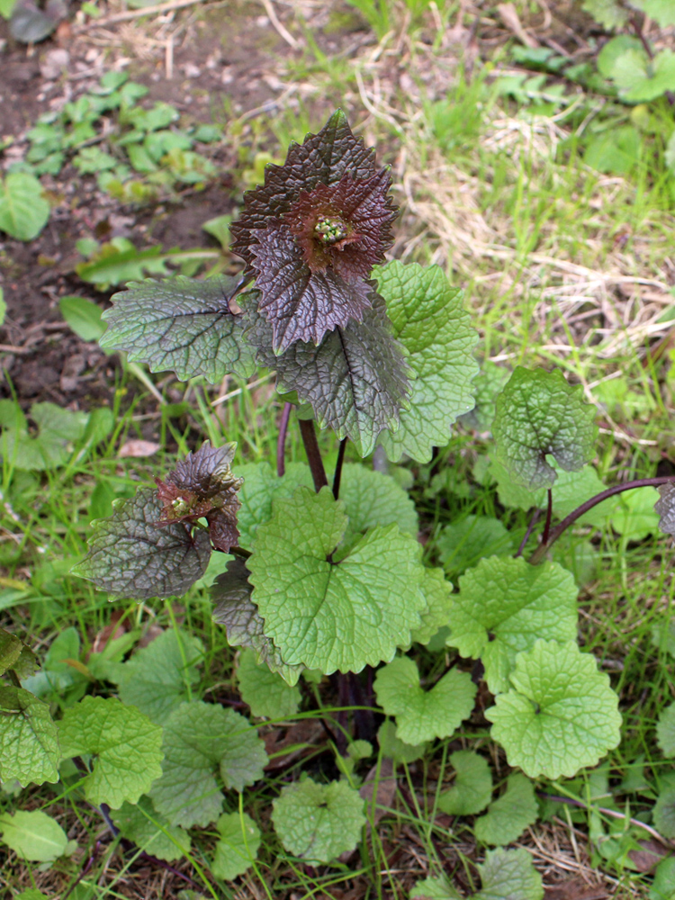 Image of Alliaria petiolata specimen.