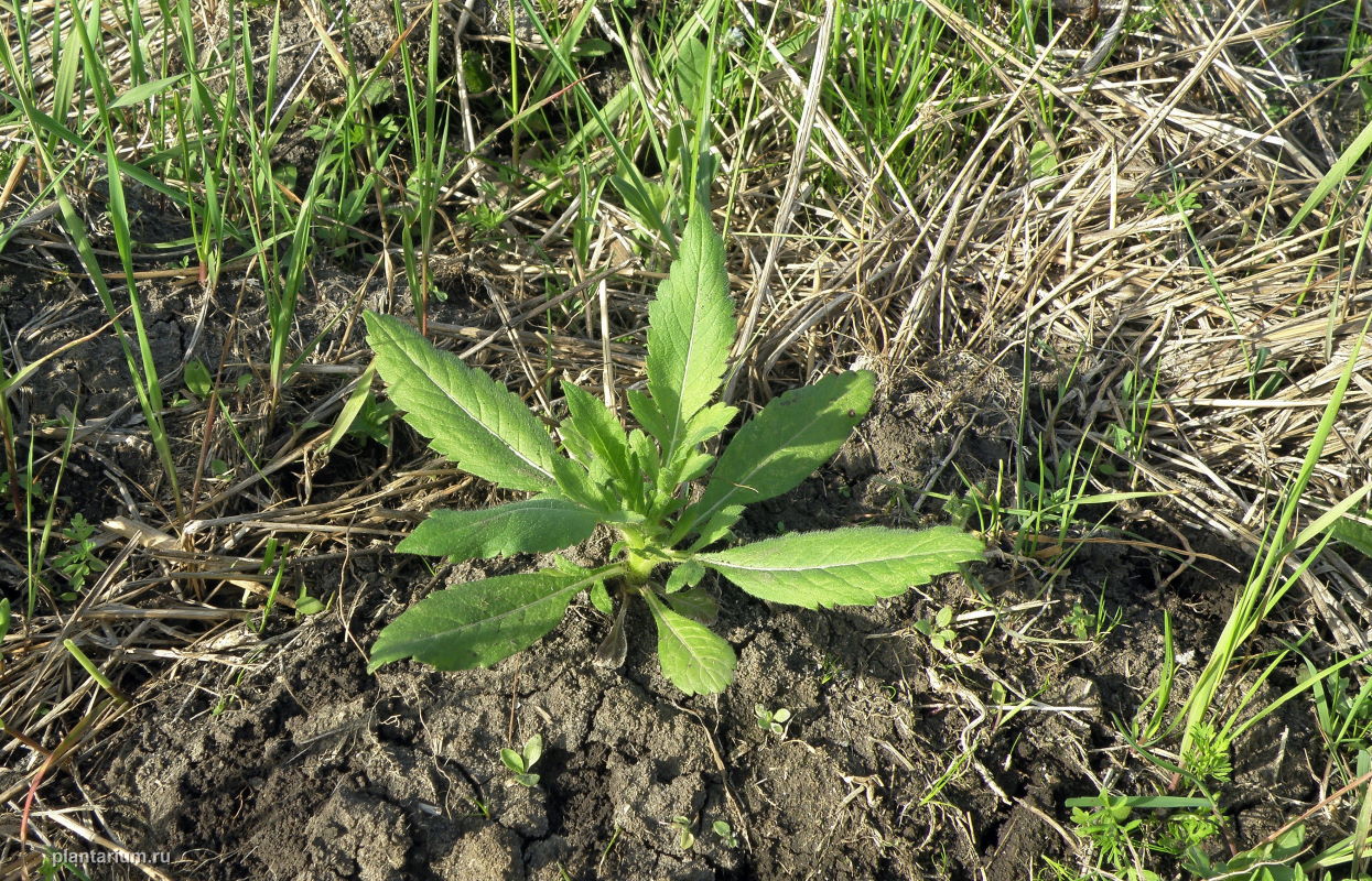 Image of Cephalaria transsylvanica specimen.