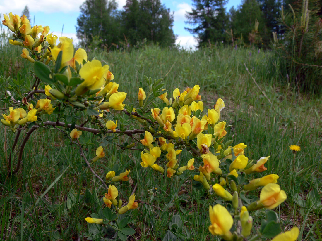 Image of Chamaecytisus ruthenicus specimen.