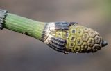 Equisetum hyemale