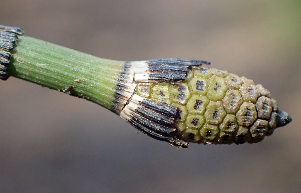 Image of Equisetum hyemale specimen.