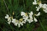 Lathyrus pallescens