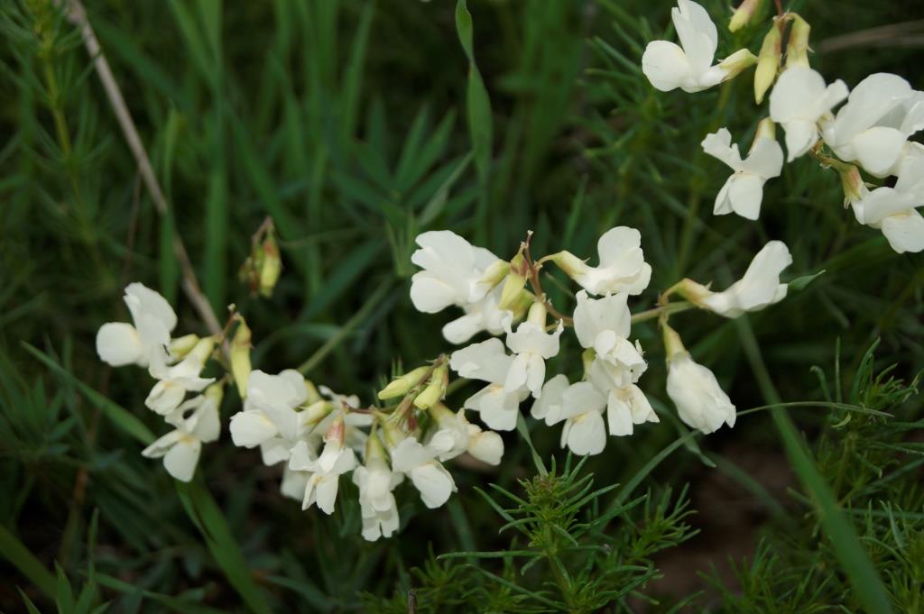 Изображение особи Lathyrus pallescens.