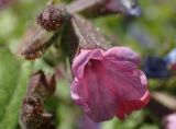 Pulmonaria officinalis