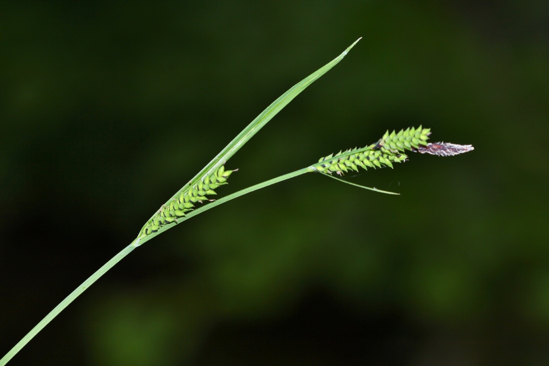 Изображение особи Carex augustinowiczii.