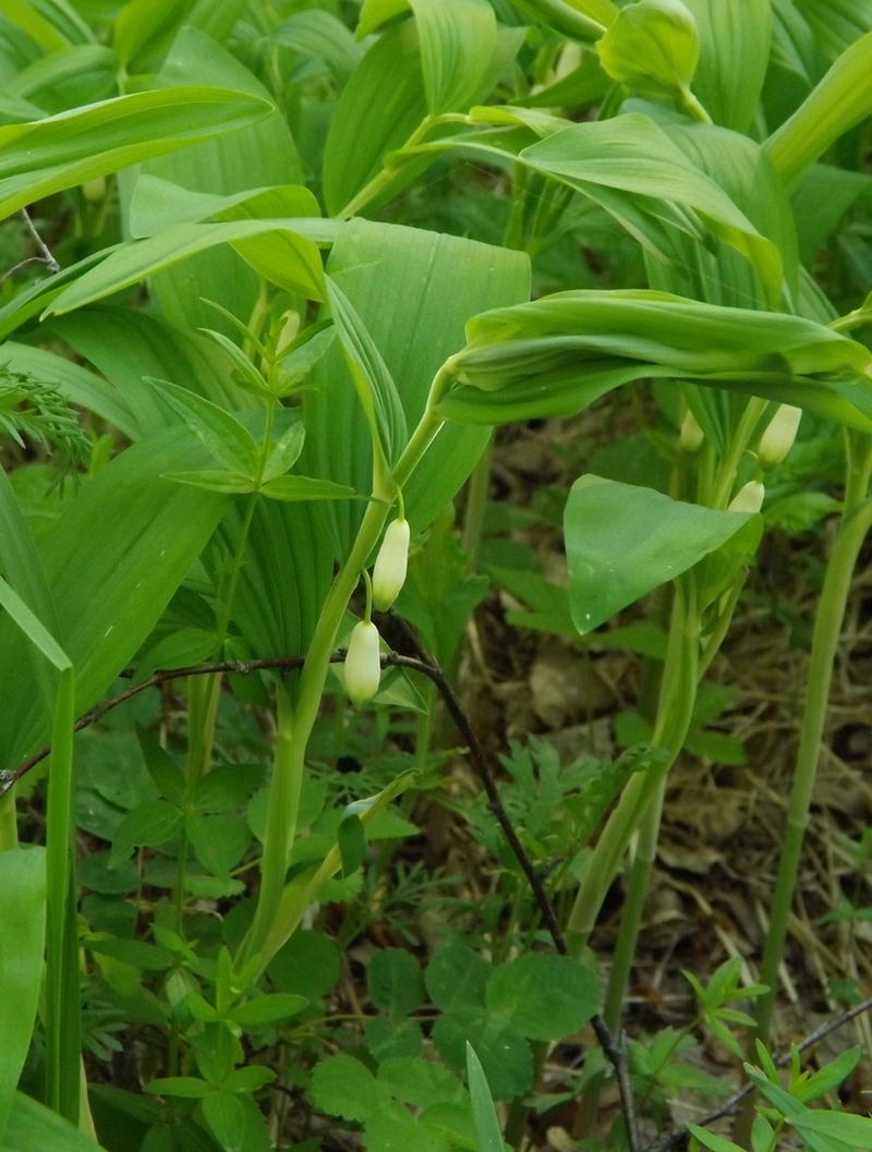 Image of Polygonatum odoratum specimen.