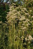 genus Valeriana
