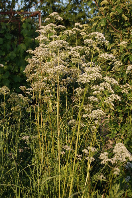 Изображение особи род Valeriana.