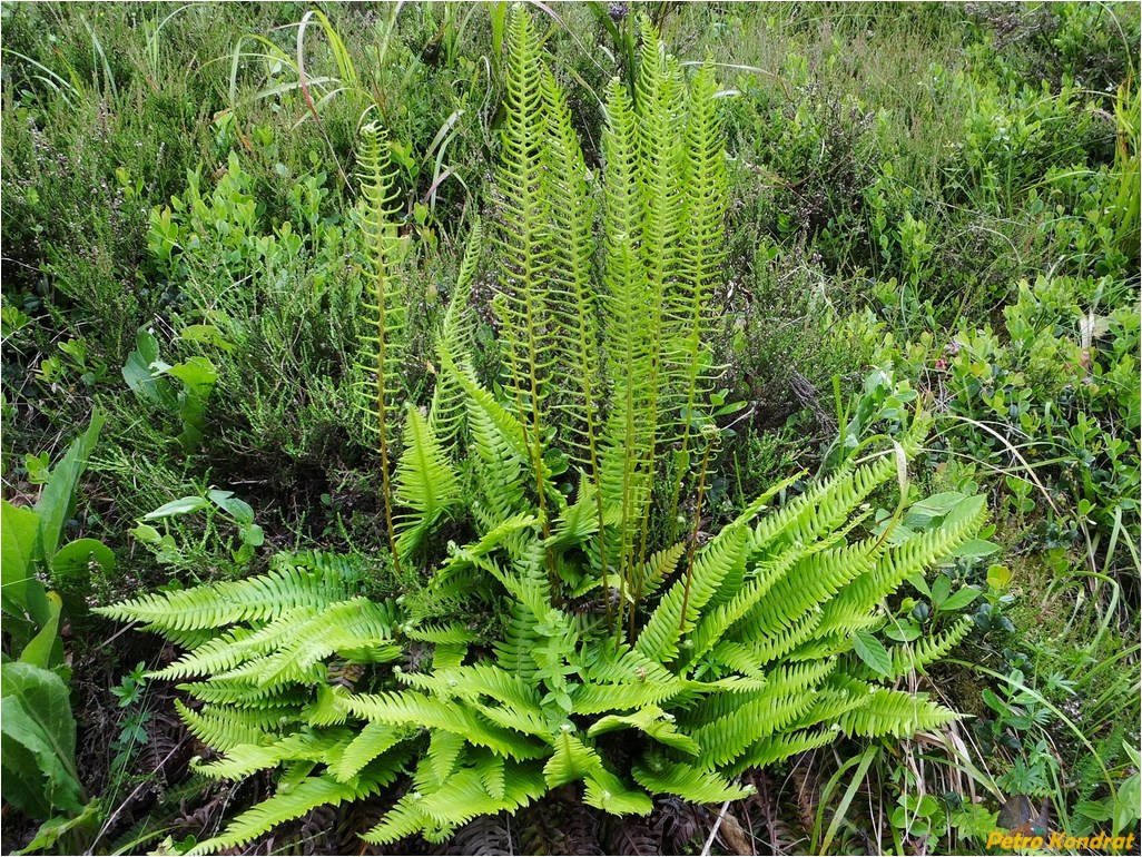 Image of Blechnum spicant specimen.