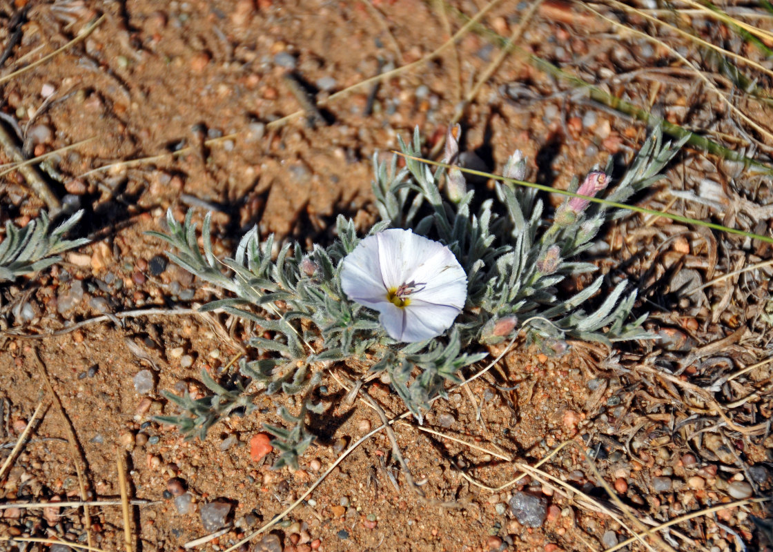 Изображение особи Convolvulus ammannii.