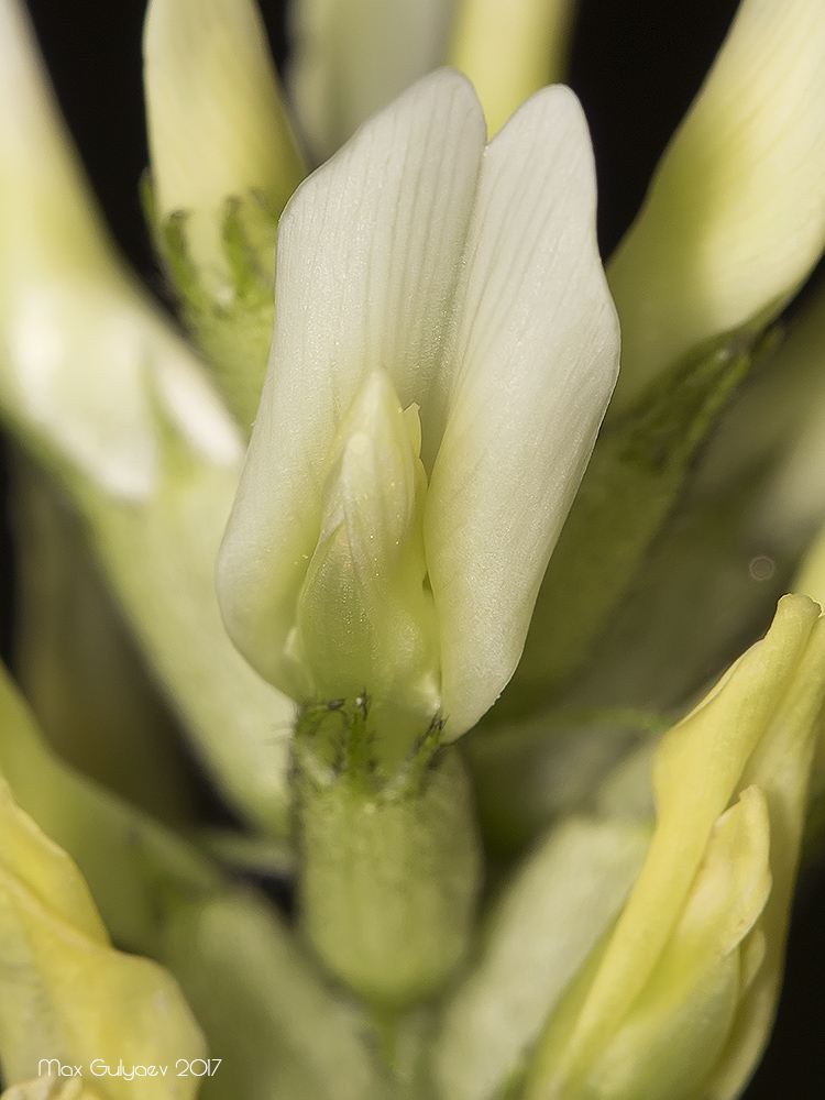 Image of Astragalus cicer specimen.