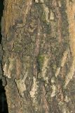 Image of taxon representative. Author is Максим Гуляев