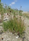 genus Bolboschoenus. Плодоносящие растения. Крым, Нижнегорский р-н, заказник \"Присивашский\", песчано-ракушечный берег залива Сиваш близ устья р. Салгир. 10 июля 2017 г.