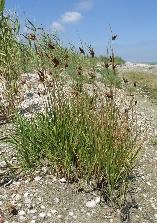 Image of genus Bolboschoenus specimen.