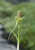 Carex serotina. Генеративный побег. Мурманская обл., Кольский р-н, окр. пос. Лодейное, берег Баренцева моря, во влажном мху среди камней. 21.07.2017.