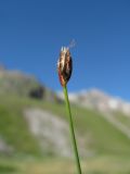 Eleocharis quinqueflora