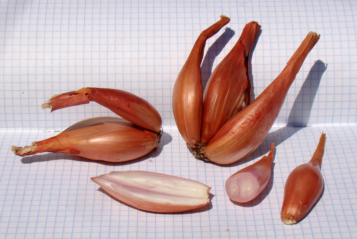 Image of Allium ascalonicum specimen.
