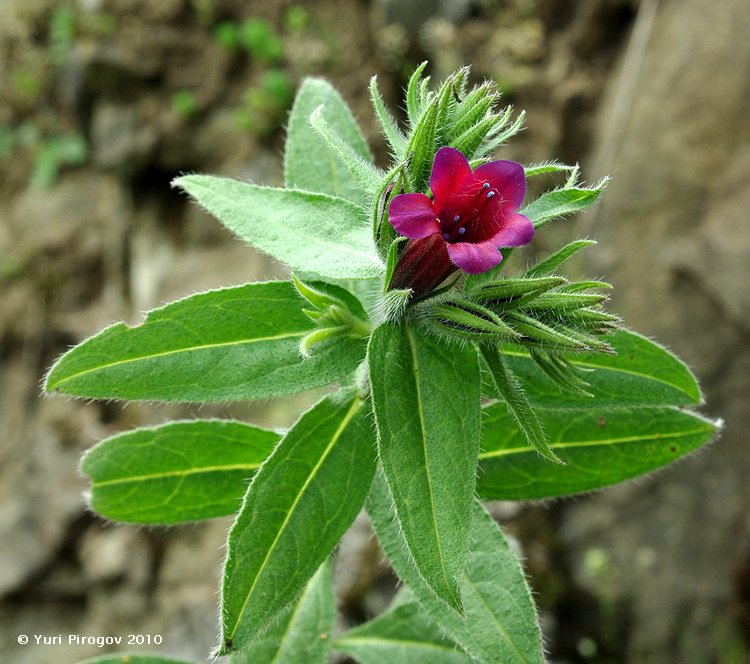 Image of Echium amoenum specimen.