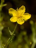 Hypericum triquetrifolium