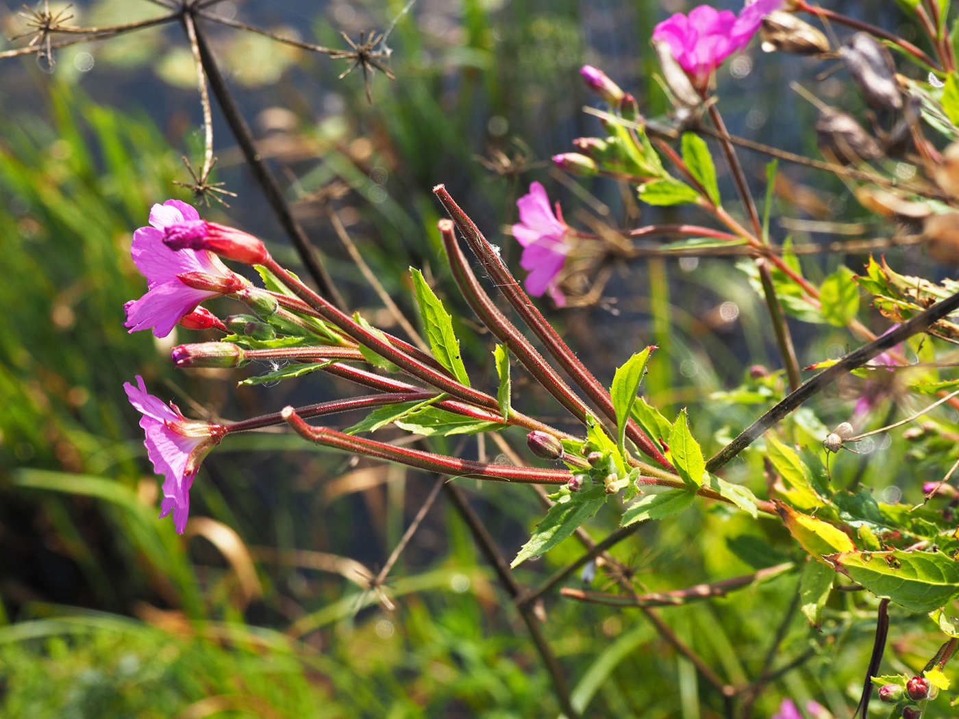 Image of Epilobium hirsutum specimen.
