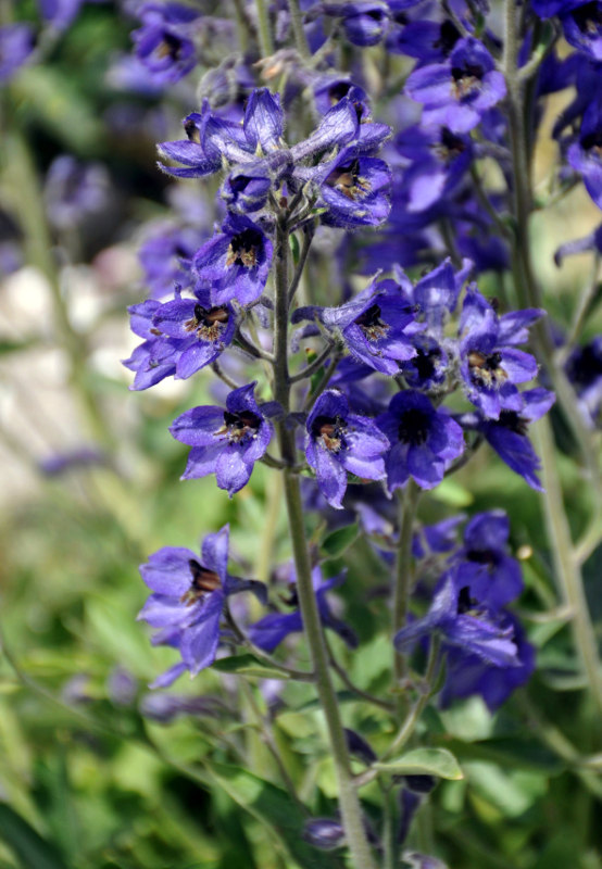 Изображение особи Delphinium oreophilum.