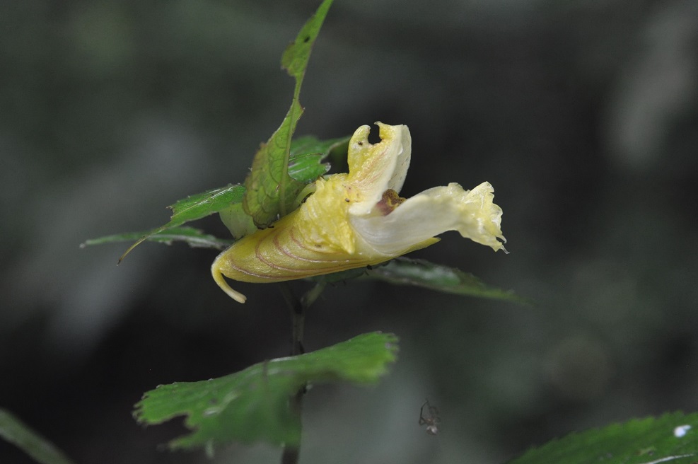 Изображение особи род Impatiens.