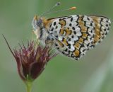 Dianthus cruentus