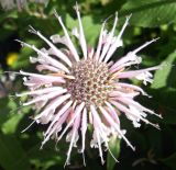 Monarda fistulosa