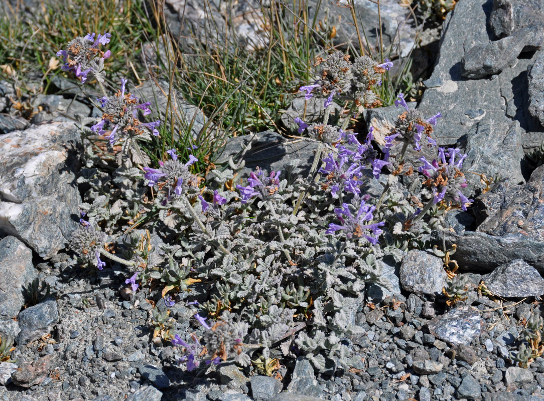 Изображение особи Nepeta kokanica.