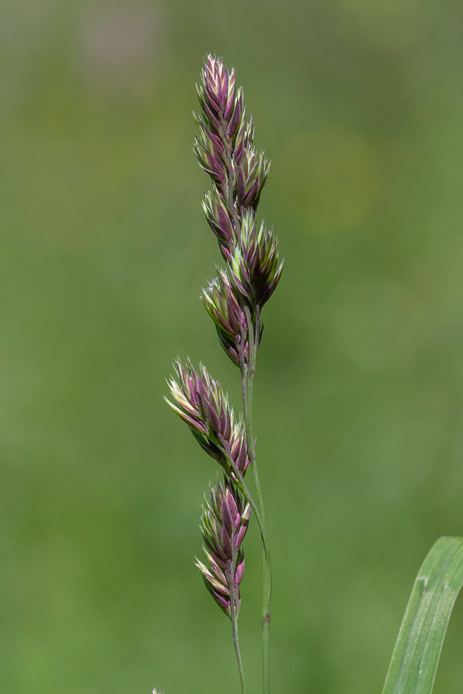 Изображение особи Dactylis glomerata.