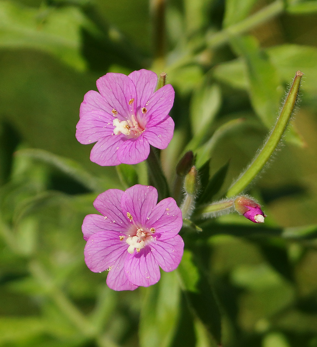 Изображение особи Epilobium villosum.