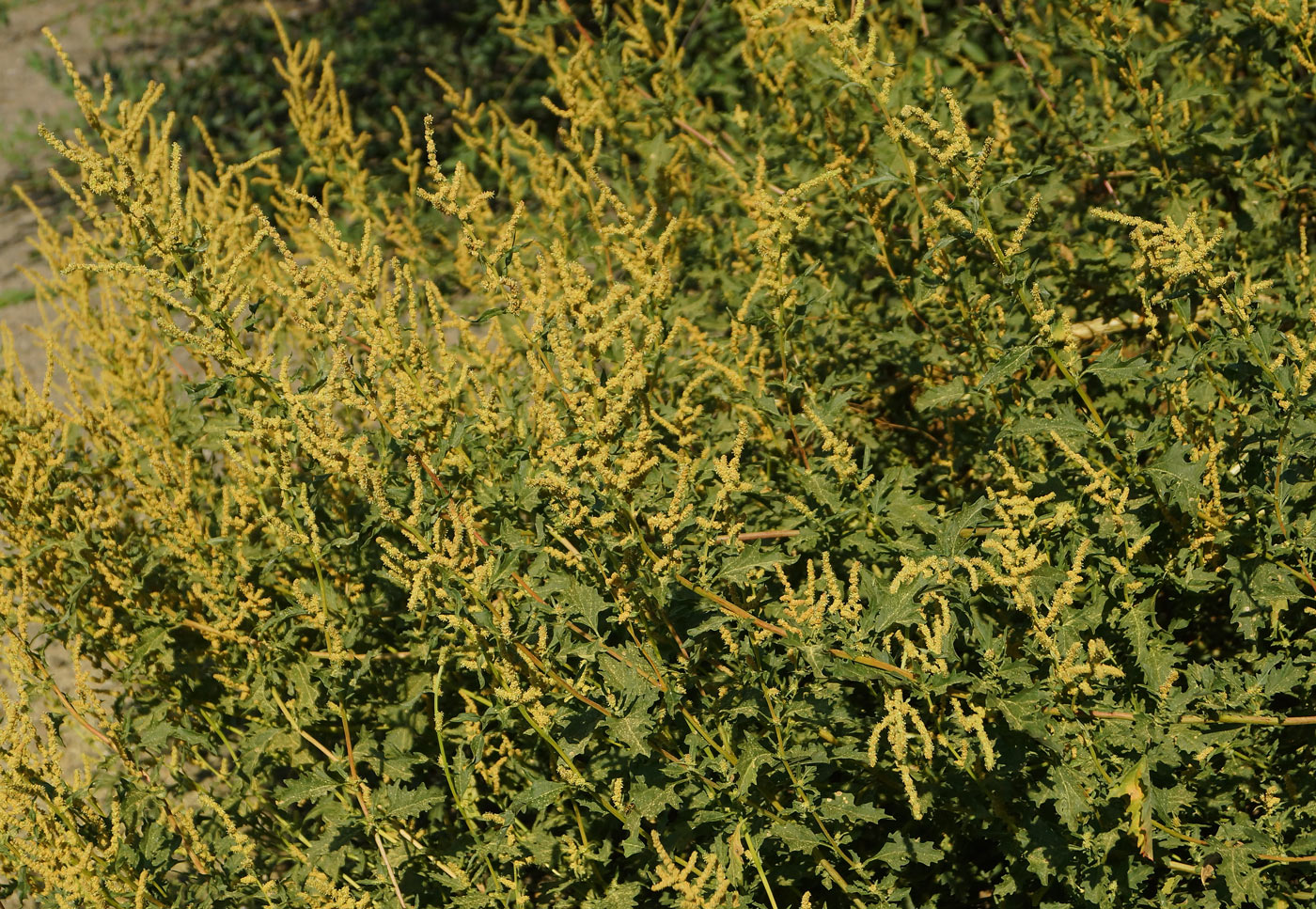 Image of Atriplex tatarica specimen.
