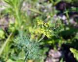 Anethum graveolens. Верхушка побега с соцветием. Амурская обл., Бурейский р-н, окр. пос. Малиновка. 17.07.2016.