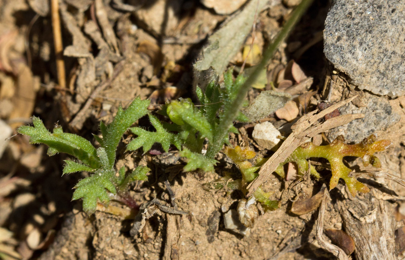 Изображение особи Anthemis chia.