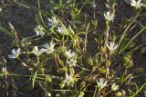 Stellaria humifusa