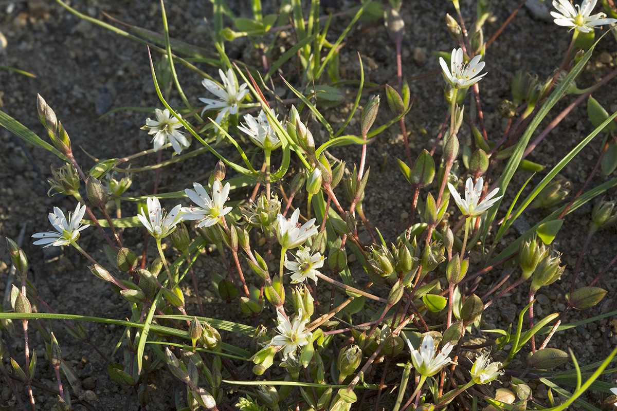 Image of Stellaria humifusa specimen.