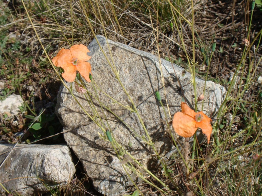 Image of Papaver fugax specimen.