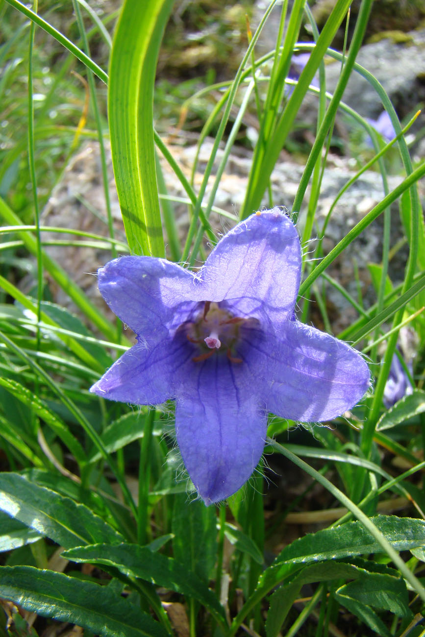 Image of Campanula dasyantha specimen.