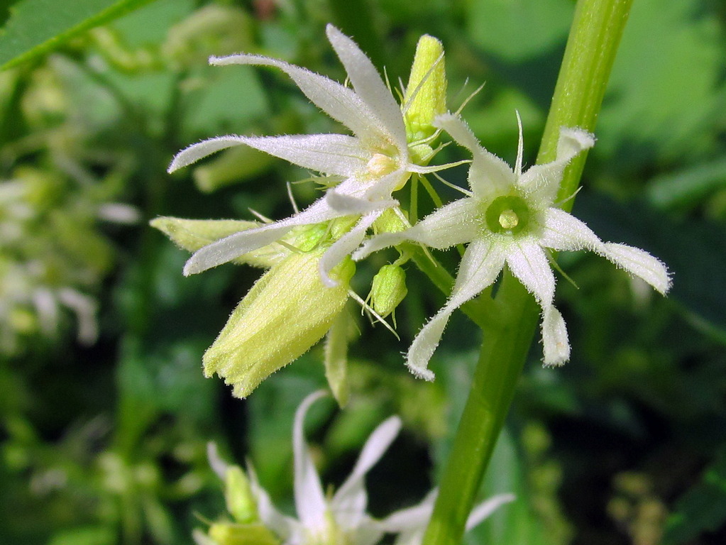 Изображение особи Echinocystis lobata.