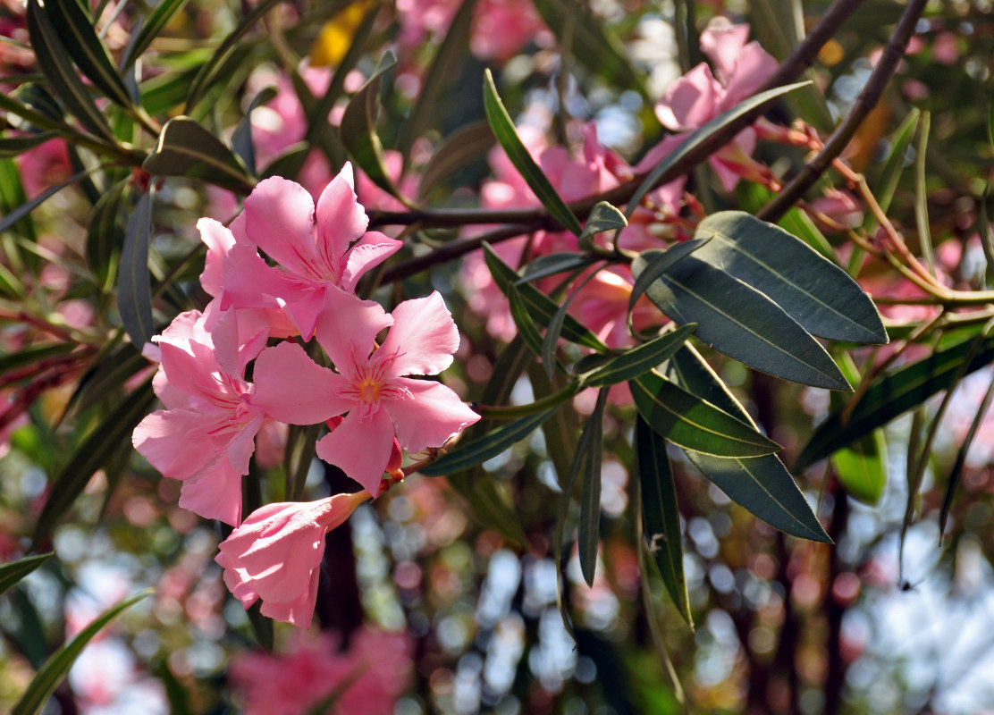 Изображение особи Nerium oleander.