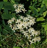 Clematis lathyrifolia