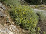 Verbascum spinosum