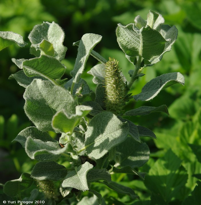 Image of Salix lanata specimen.