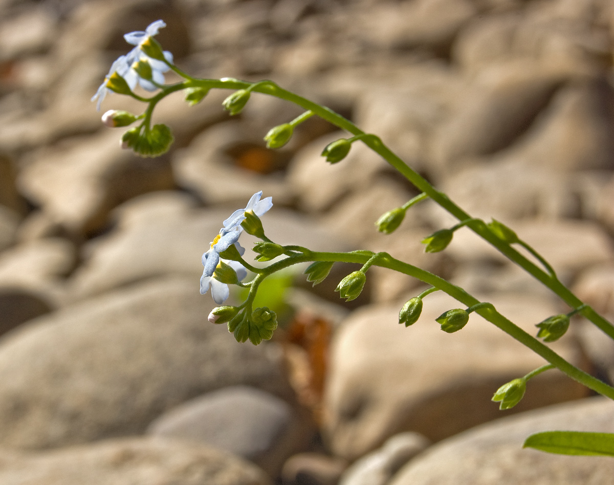 Image of Myosotis palustris specimen.