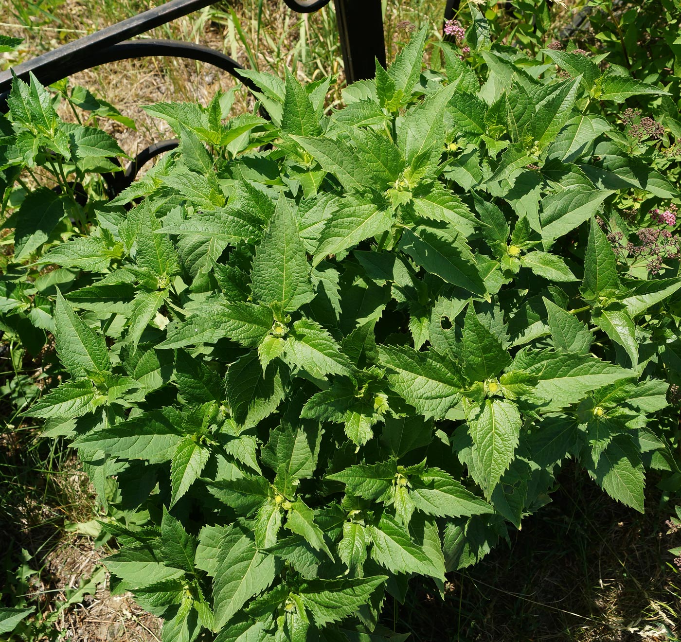 Image of Heliopsis helianthoides ssp. scabra specimen.