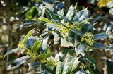 genus Ilex